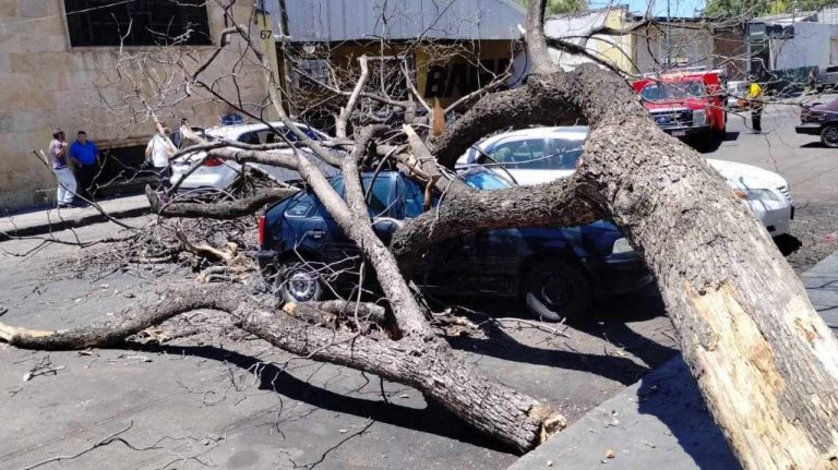 Cae árbol sobre dos autos cerca de la Parroquia de Mater Dolorosa, en Morelia