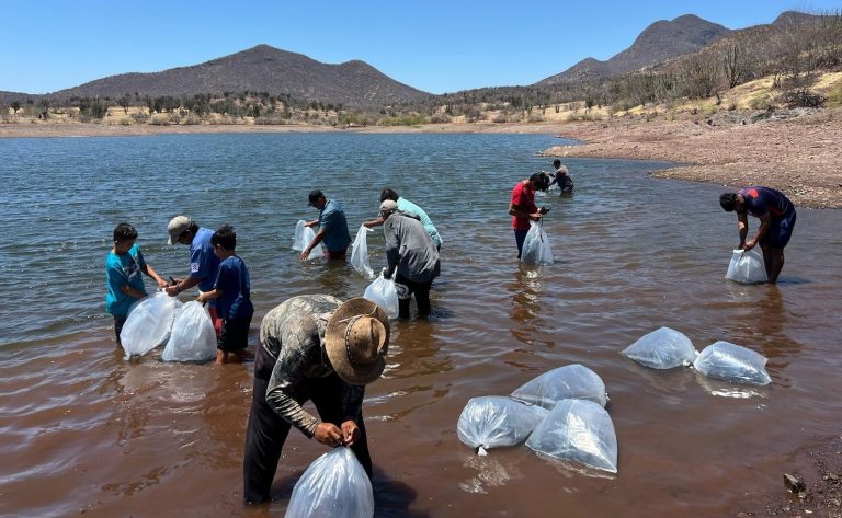Respaldan al sector acuícola en Tierra Caliente con siembra de 30 mil crias de tilapia
