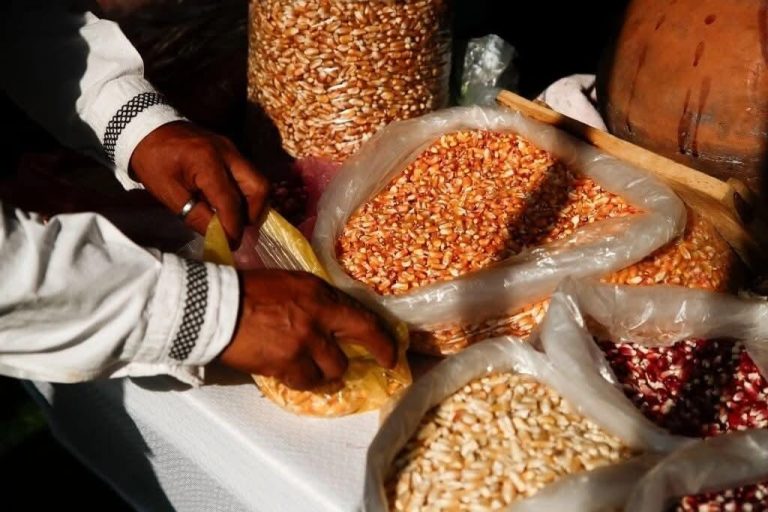 Buscarán productores de granos básicos se eleve a rango constitucional fijar precio de compra de sus cosechas