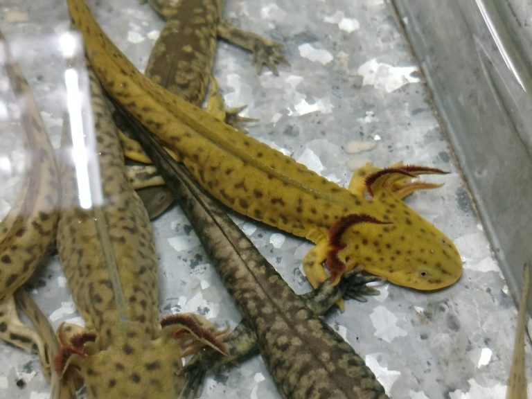 Protección Civil y Bomberos de Morelia rescatan ejemplares de ajolote