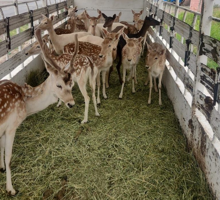Asegurados 21 venados de procedencia ilícita; hay tres detenidos y se decomisó una camioneta