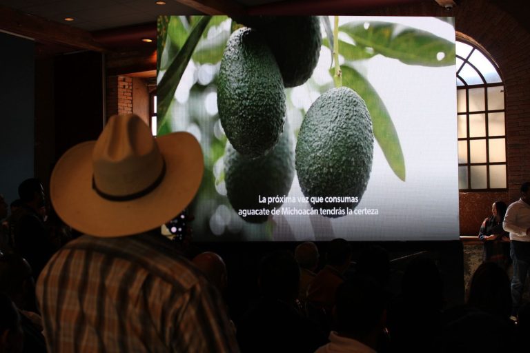 Libre de deforestación el 70 % del aguacate michoacano exportado a EU: Secma