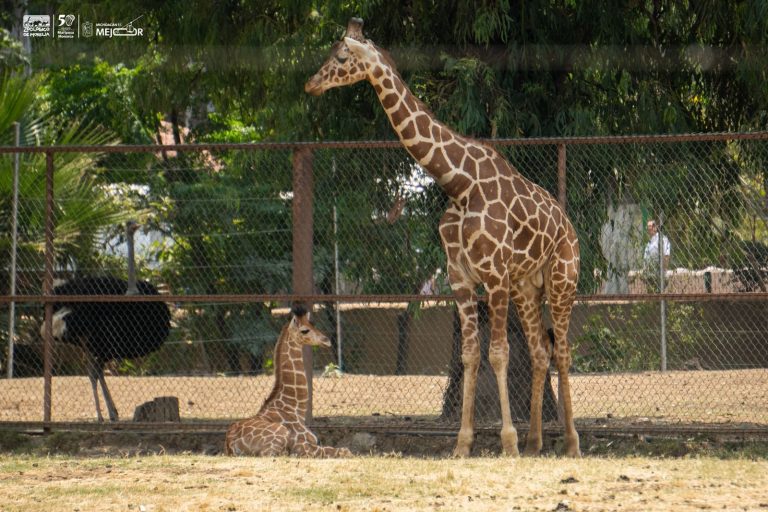 «Kawi», nombre ganador de la jirafa bebé del Zoológico 
