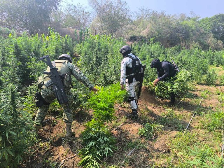 Tras operativo, SSP incinera en Parácuaro plantío con 9 mil plantas de marihuana