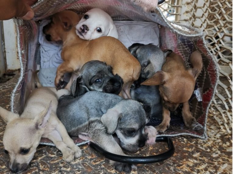 Auditorio municipal y Mercado Independencia son considerados focos rojos en venta ilegal de animales