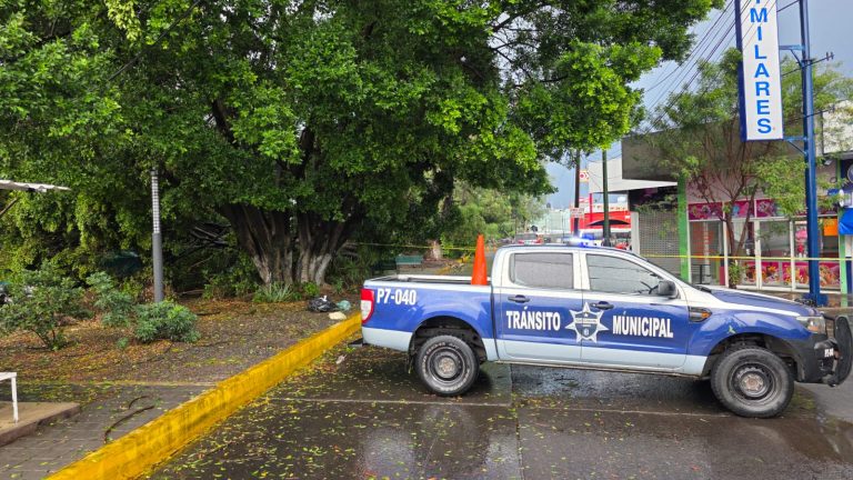 Repartidor motociclista muere aplastado por enorme árbol que se vino abajo durante tormenta, en Zamora