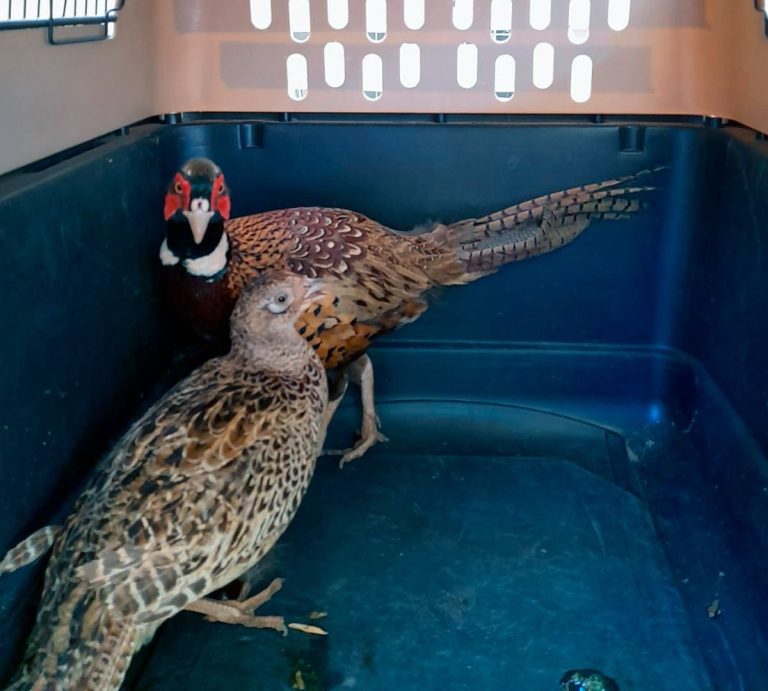 Resguarda Zoológico ejemplares decomisados en Huetamo