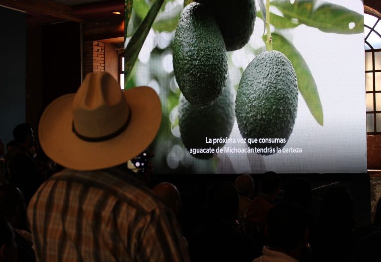 Empresa estadounidense comercializa aguacate libre de deforestación