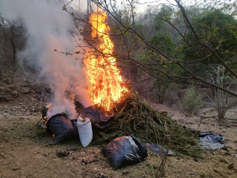 Aseguran 100 kilogramos de mariguana en Aguililla