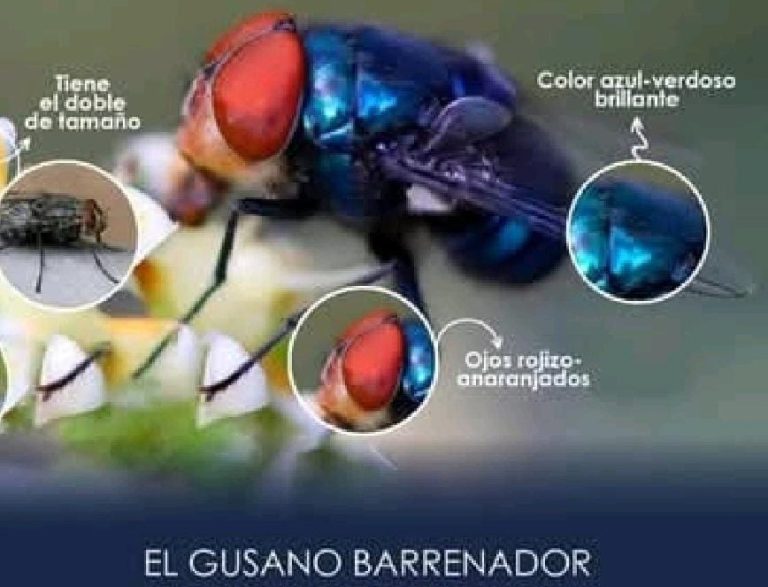 En alerta Michoacán para contener posible brote de Gusano Barrenador en ganado