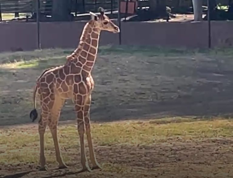 Buscan nombre para jirafa bebé, hoy se incorporó a manada