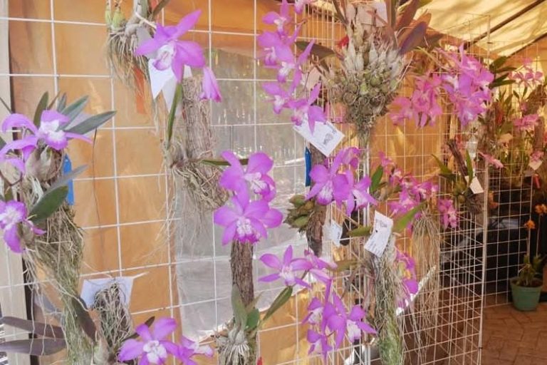 Desde hoy y hasta el domingo, exposición de orquídeas en la Facultad de Enfermería de la UMSNH
