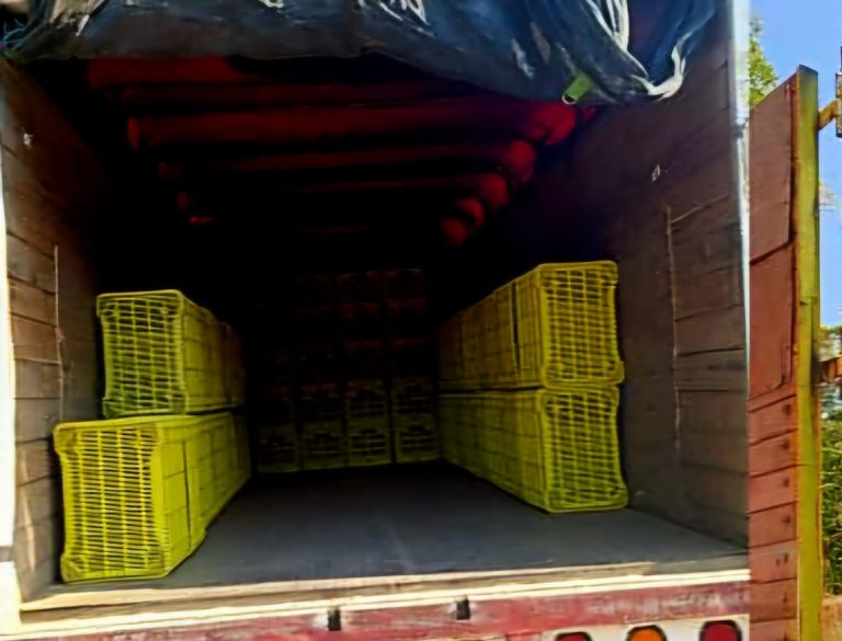 Detienen a 14 presuntos roba aguacates en Salvador Escalante