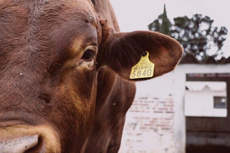 Trazabilidad del ganado, oportunidad de crecimiento para el campo michoacano