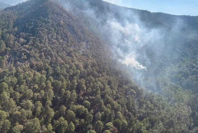 Estiman 65 hectáreas afectadas por incendio en el Santuario de la Monarca en Senguio
