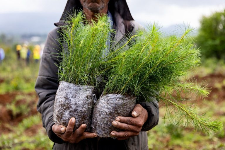 Se plantarán 70 mil árboles en zona urbana de Uruapan