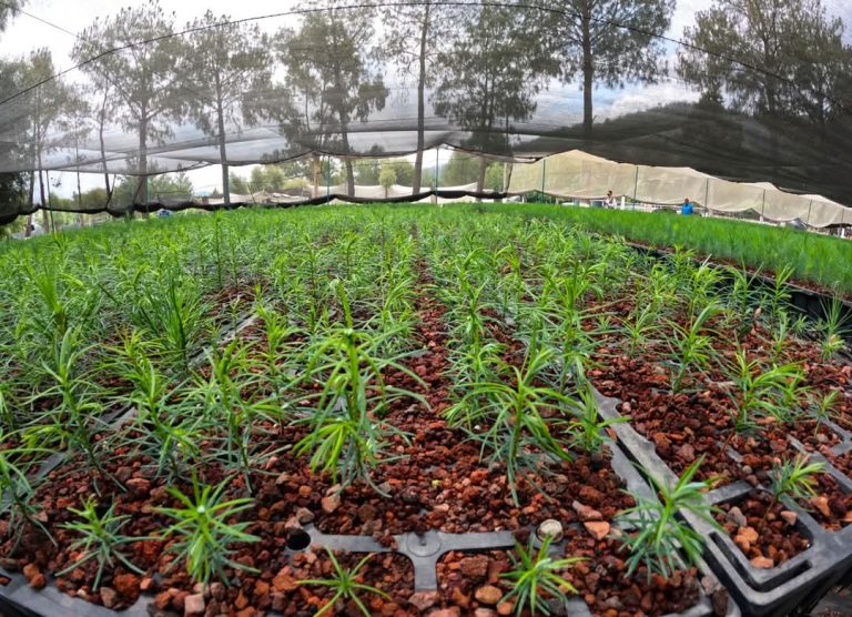 Este viernes cierra el plazo para solicitar plantas para reforestar: Cofom