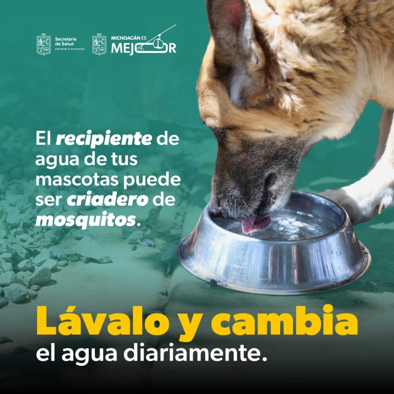 Importante reforzar medidas preventivas contra el dengue 