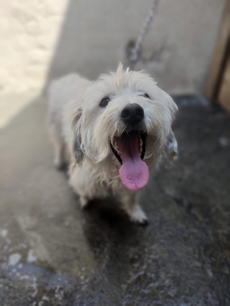 Invitan a segunda feria de adopción y venta con causa este sábado en el Centro de Morelia
