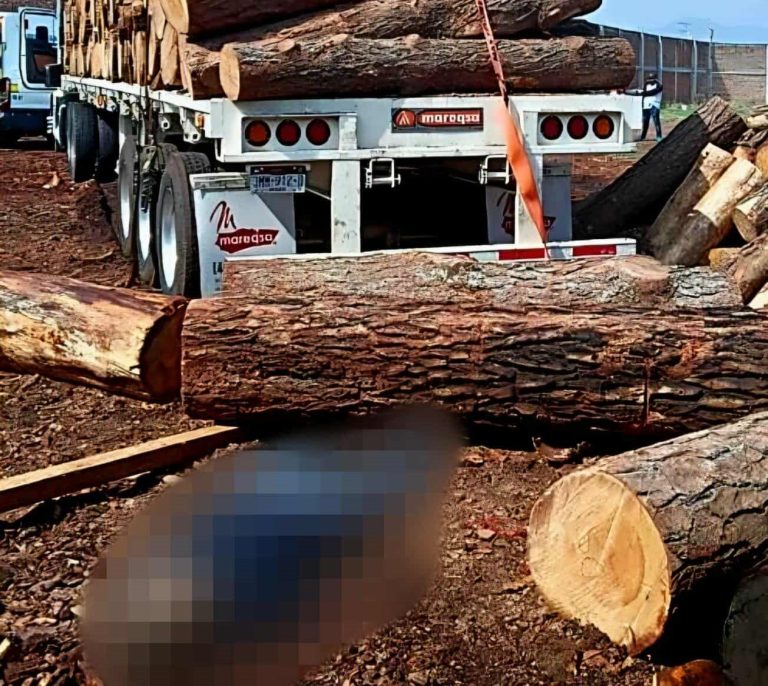 Operador de tráiler maderero muere aplastado por troncos en Maravatío