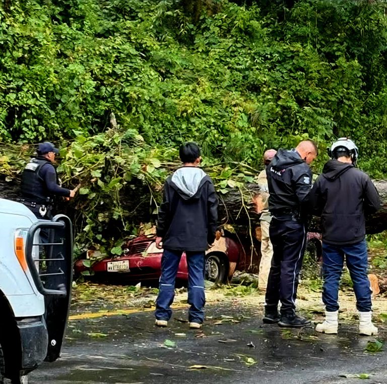 Árbol aplasta un auto en el municipio de Salvador Escalante; solo hubo daños materiales