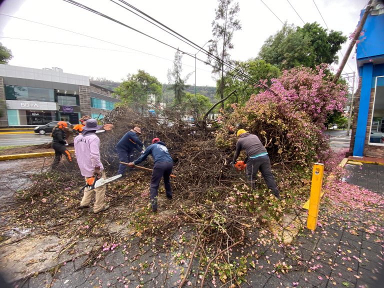 Cerca de 16 árboles los que se han retirado en lo que va de la temporada de lluvias