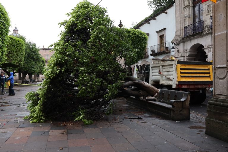 Retira ayuntamiento 2 árboles caídos por las lluvias
