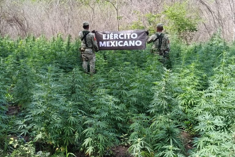 Ejército Mexicano asesta nuevo golpe al narcotráfico: incinera 4 plantíos de marihuana en Arteaga