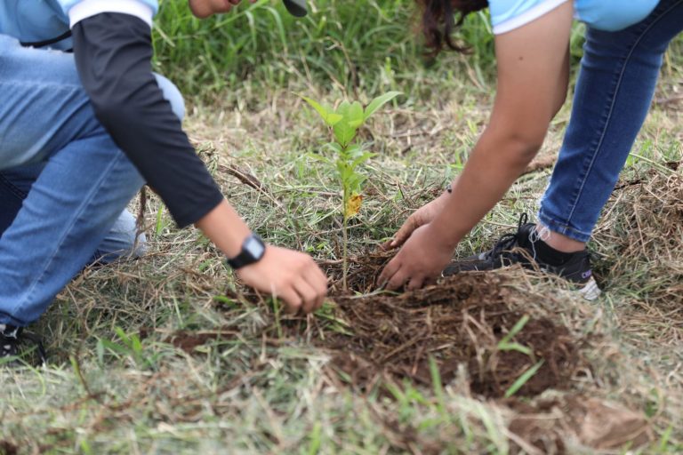 Cuatro de cada 10 árboles que se planten este año, serán destinados para las cuencas de ríos y lagos