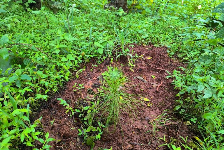 Este año se produjeron 10 millones de árboles y plantas para reforestar