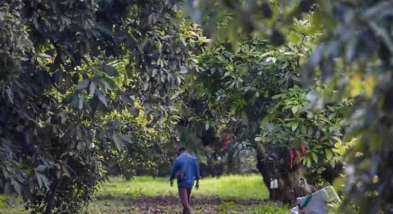 Investigan uso ilegal de menores en actividades laborales en Uruapan