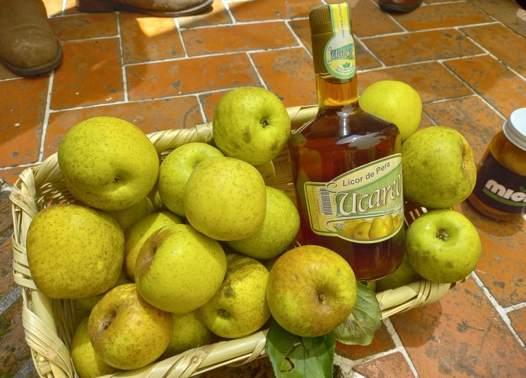 Produce Ucareo el 20 por ciento de peras destinadas a empresas jugueras