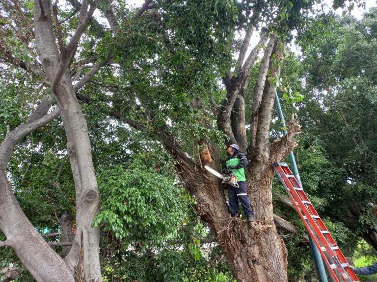 En lo que va de la temporada de lluvias se ha reportado la caída de 26 árboles