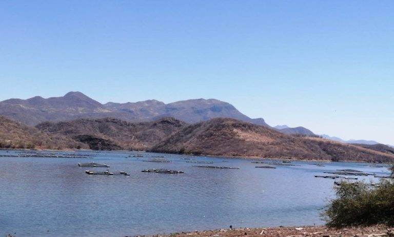 Siembra Compesca 200 mil crías de tilapia en la Presa del Gallo en Tiquicheo