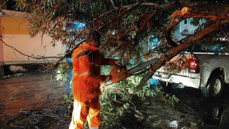 Cae árbol en la colonia moreliana Molino de Parras, tras fuerte lluvia y viento