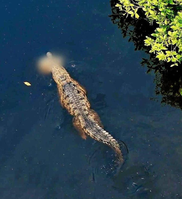 No han logrado rescatar restos de niño en estero, siguen  labores de búsqueda