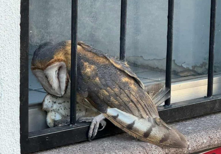 Lechuza bruja queda atrapada entre los barrotes de un local comercial en el corazón de Zamora