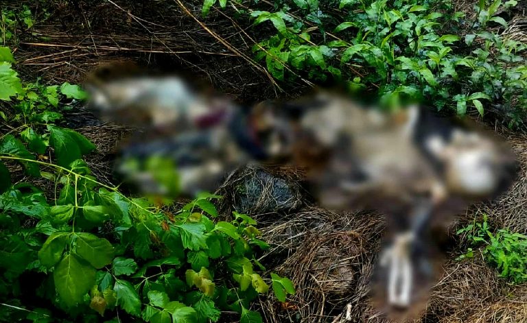 Hallan osamenta humana en rancho de Buenavista; autoridades ya investigan