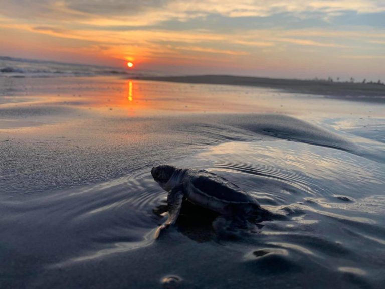 Michoacán, hogar de la tortuga marina; arranca temporada de protección y conservación