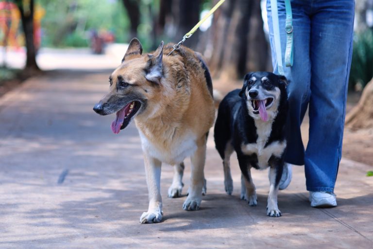 Protege a tus mascotas contra la rabia; SSM aplica vacunación gratuita