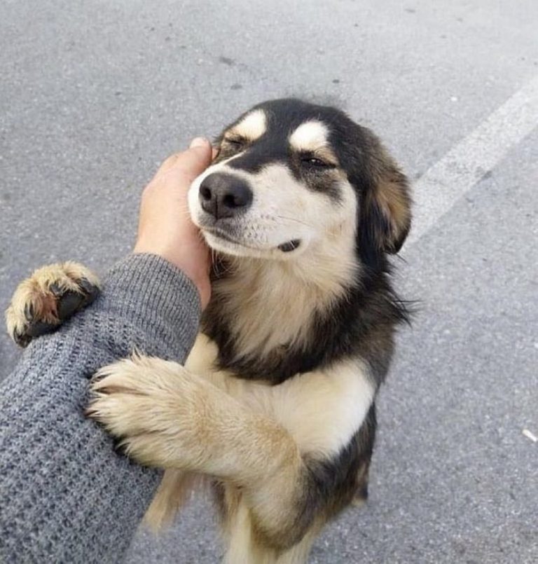 Día Mundial del Perro: asociaciones llaman a reflexionar sobre abandono y maltrato animal