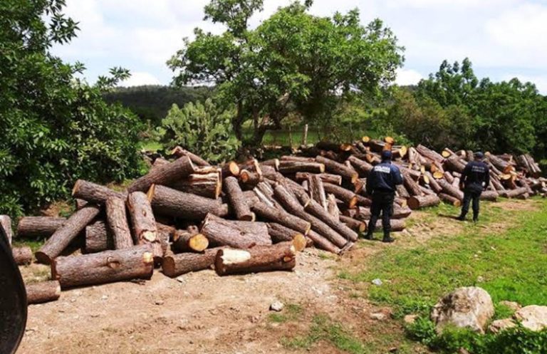FGR investiga tala ilegal en comunidades indígenas de Michoacán