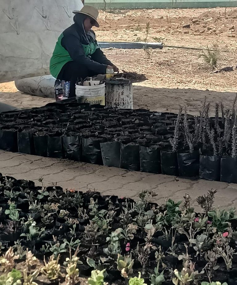 Ayuntamiento apuesta por el fortalecimiento ambiental, con nuevo vivero municipal