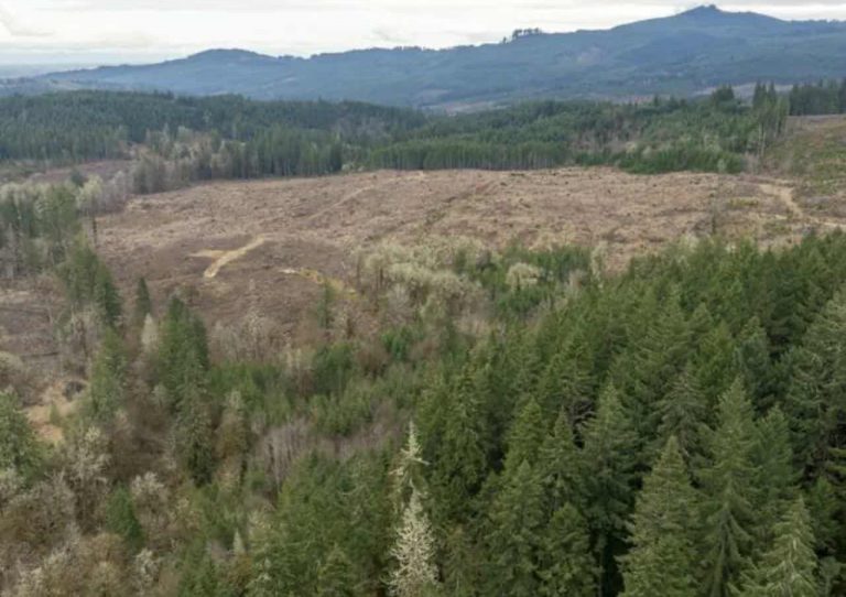 Abren investigaciones por devastación forestal en comunidades indígenas