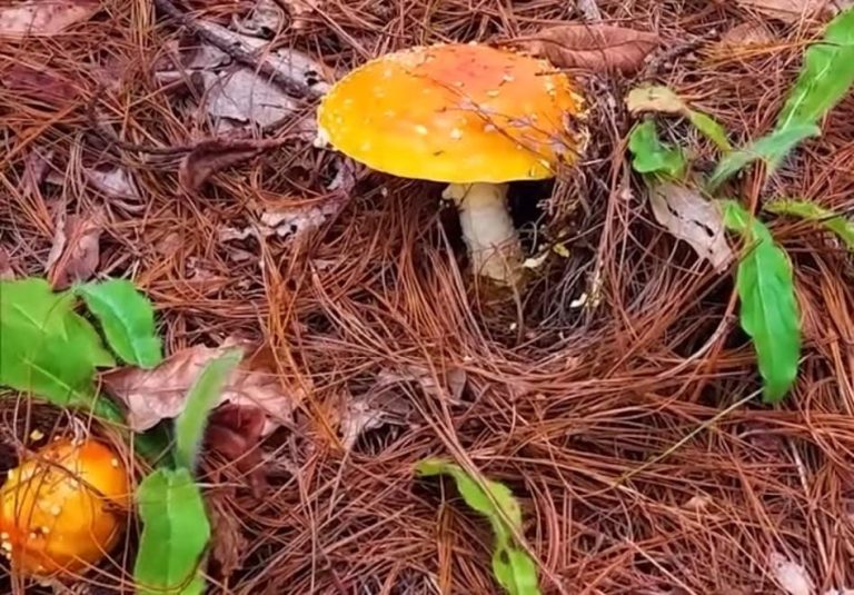 Nueve especies de hongos que crecen en Michoacán están protegidos por la NOM 059 de SEMARNAT