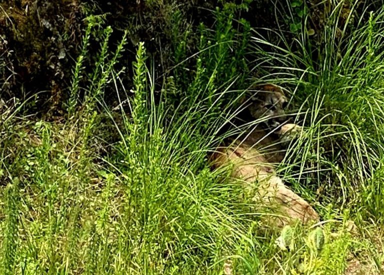 Reportan a un puma merodeando la colonia Joya de los Molinos, en Pátzcuaro