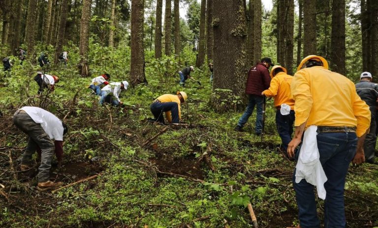 Llega “Ejército verde” a 10 municipios de Michoacán con reforestación simultánea