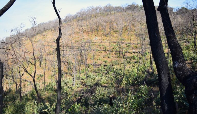 Preparan suelos dañados por incendios antes de reforestar