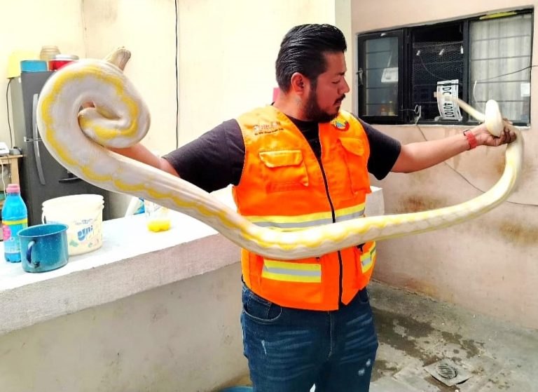 Protección Civil de Morelia captura serpiente dentro de domicilio