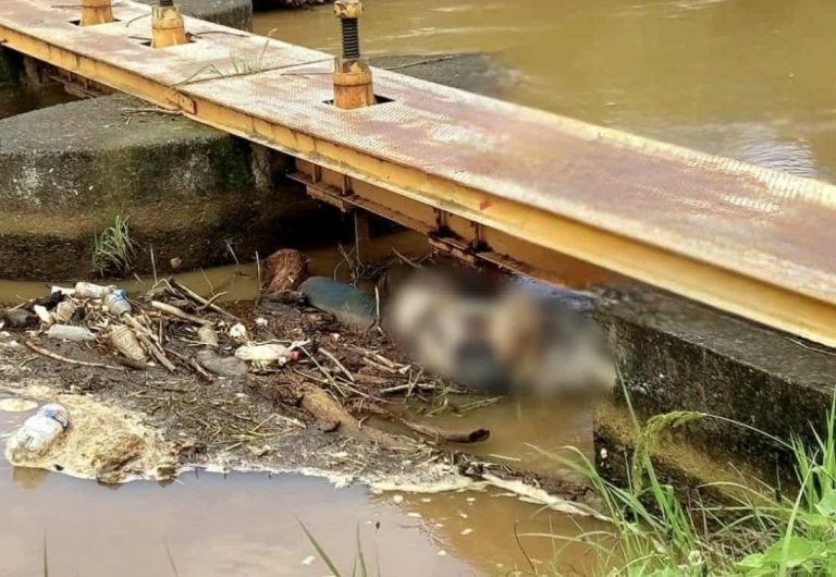 Hallan cadáver envuelto en plásticos, en canal de riego de Jacona